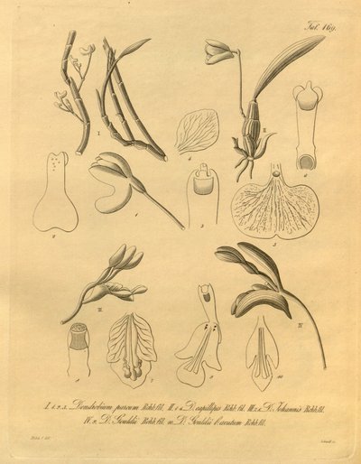 Tämä tiedosto on peräisin Biodiversity Heritage Librarysta, ja se on saatavilla verkossa osoitteessa biodiversitylibrary.org/page/698365 tekijältä Heinrich Gustav Reichenbach