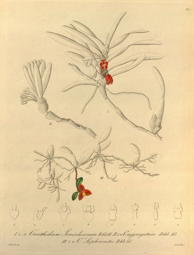 Tämä tiedosto on peräisin Biodiversity Heritage Librarysta, ja se on saatavilla verkossa osoitteessa biodiversitylibrary.org/page/696484 tekijältä Heinrich Gustav Reichenbach