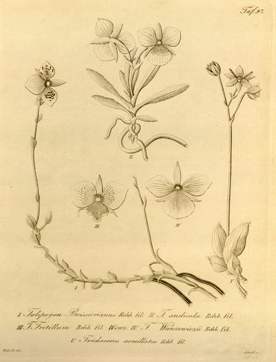 Tämä tiedosto on peräisin Biodiversity Heritage Librarysta, ja se on saatavilla verkossa osoitteessa biodiversitylibrary.org/page/696497 tekijältä Heinrich Gustav Reichenbach