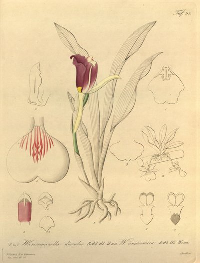 Tämä tiedosto on peräisin Biodiversity Heritage Librarysta, ja se on saatavilla verkossa osoitteessa biodiversitylibrary.org/page/696493 tekijältä Heinrich Gustav Reichenbach
