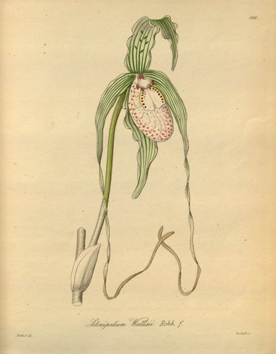 Tämä tiedosto on peräisin Biodiversity Heritage Librarysta, ja se on saatavilla verkossa osoitteessa biodiversitylibrary.org/page/698377 tekijältä Heinrich Gustav Reichenbach