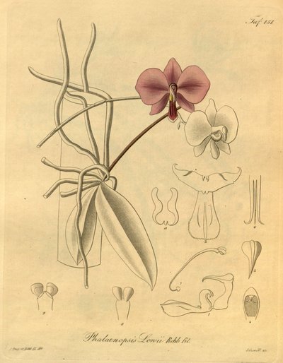 Tämä tiedosto on peräisin Biodiversity Heritage Librarysta, ja se on saatavilla verkossa osoitteessa biodiversitylibrary.org/page/698347 tekijältä Heinrich Gustav Reichenbach