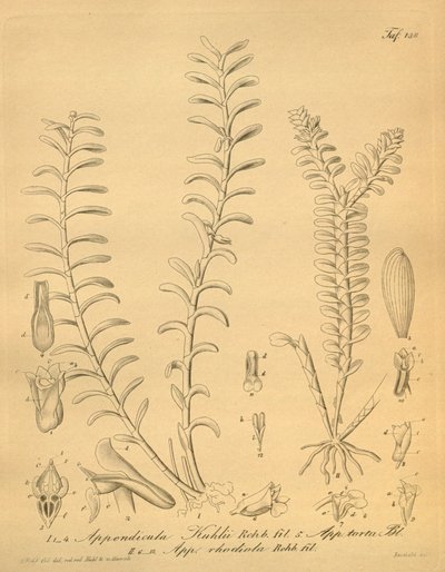 Appendicula kuhliin lustraatiot tekijältä Heinrich Gustav Reichenbach