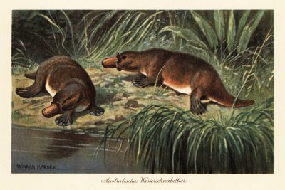 Ornithorhynchus anatinus joen rannalla. tekijältä Heinrich Harder
