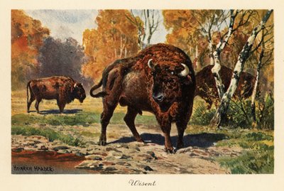 Euroopan biisoni tai zubr metsäaukiolla. tekijältä Heinrich Harder