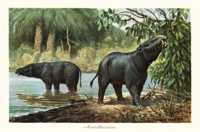 Moeritherium, sukupuuttoon kuollut proboscidean-suku eoseenistä. ,1908 (painettu) tekijältä Heinrich Harder