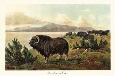 Myskihärkä tai myskihärkä, Ovibos moschatus., 1908 (tulostus) tekijältä Heinrich Harder
