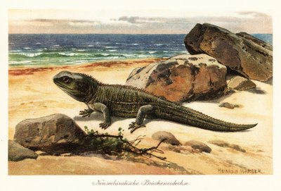 Haavoittuva tuatara, Sphenodon punctatus, rannalla. tekijältä Heinrich Harder