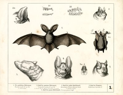 Lepakkolajit ja anatomiset yksityiskohdat tekijältä Heinrich Leutemann