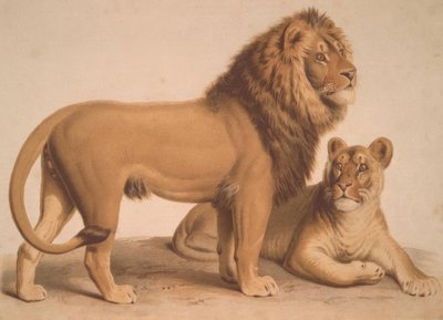 Leijona / Felis Leo tekijältä Heinrich Leutemann