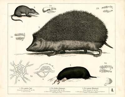 Hyönteissyöjät: Siili, varpunen ja myyräkoira tekijältä Heinrich Leutemann