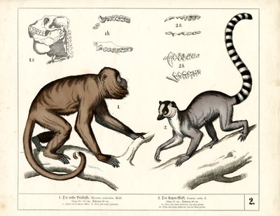 Apina ja lemuuri: Punainen Howler-apina ja rengashäntä Lemur tekijältä Heinrich Leutemann