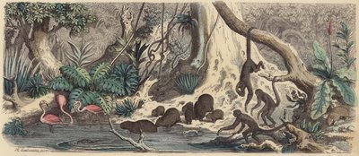 Guyanan joenranta (värillinen kaiverrus) tekijältä Heinrich Leutemann