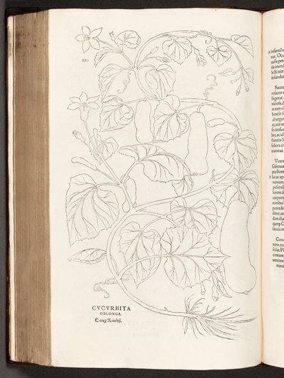 BT3.26.5 s.370 Kesäkurpitsa, kuvitus Leonhart Fuchsin rotujen historiasta, 1542 tekijältä Heinrich and Meyer, Albert Fullmaurer