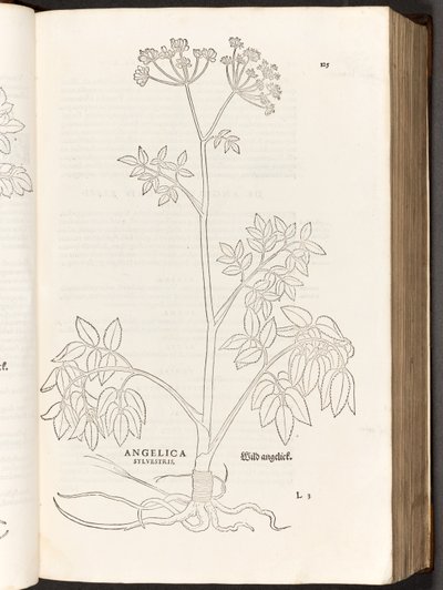BT3.267.5 s.125 Wild Angelica, kuvitus Leonhart Fuchsin teoksesta De historia stirpium commentarii insignes, 1542. tekijältä Heinrich and Meyer, Albert Fullmaurer