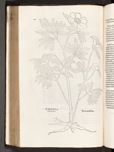 BT3.267.5 s.311 Paeony, kuvitus Leonhart Fuchsin rotujen historiasta, 1542 tekijältä Heinrich and Meyer, Albert Fullmaurer