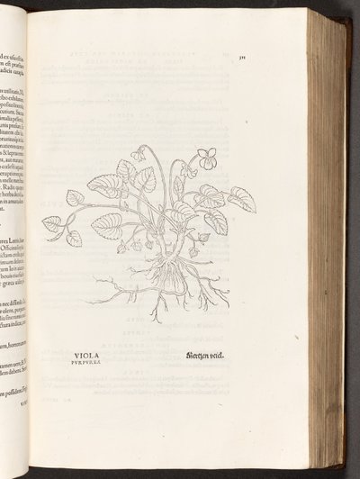 BT3.267.5 s.311 Violetti, kuvitus Leonhart Fuchsin Rasismin historiasta, 1542 tekijältä Heinrich and Meyer, Albert Fullmaurer