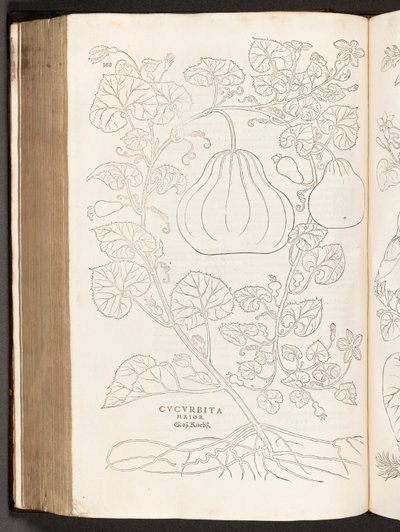 BT3.267.5 s.368 Kurpitsa, kuva Leonhart Fuchsin rasismin historiasta, 1542 tekijältä Heinrich and Meyer, Albert Fullmaurer