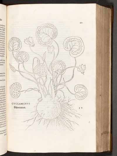 BT3.267.5 s.51 Syklaami, kuva Leonhart Fuchsin Rotuerojen historiasta, 1542 tekijältä Heinrich and Meyer, Albert Fullmaurer