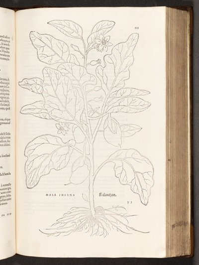 BT3.267.5 s. 533 Munakoiso, kuvitus Leonhart Fuchsin Rotukommentaarien historiasta, 1542 tekijältä Heinrich and Meyer, Albert Fullmaurer