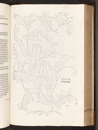 BT3.267.5. s. 627 Pea, kuvitus Leonhart Fuchsin rotujen historiasta, 1542 tekijältä Heinrich and Meyer, Albert Fullmaurer