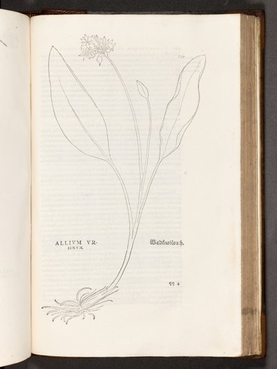 BT3.267.5 s.739 Allium, kuvitus Leonhart Fuchsin Rasismin historiasta, 1542 tekijältä Heinrich and Meyer, Albert Fullmaurer