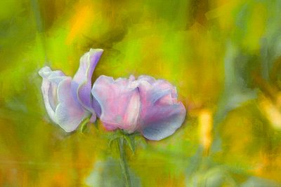 Syksyinen Sweetpea I, 2018 tekijältä Helen White