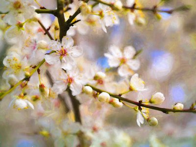 Blossom Joy, 2019 tekijältä Helen White