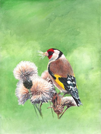 Goldfinch I, 2021 (akvarelli) tekijältä Helen White