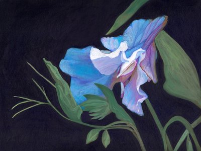 Sweet Pea, 2020 (akryyli aluksella) tekijältä Helen White