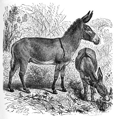 African Wild Ass, c1900 tekijältä Helena J. Maguire