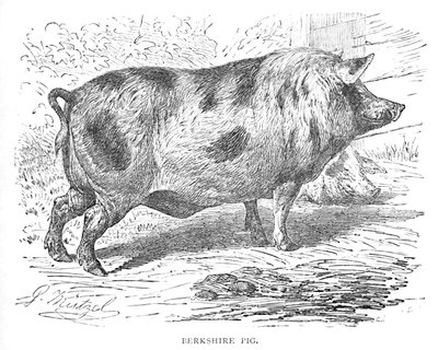Berkshire Pig, c1900 tekijältä Helena J. Maguire