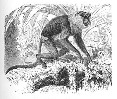 Proboscis Monkey, c1900 tekijältä Helena J. Maguire