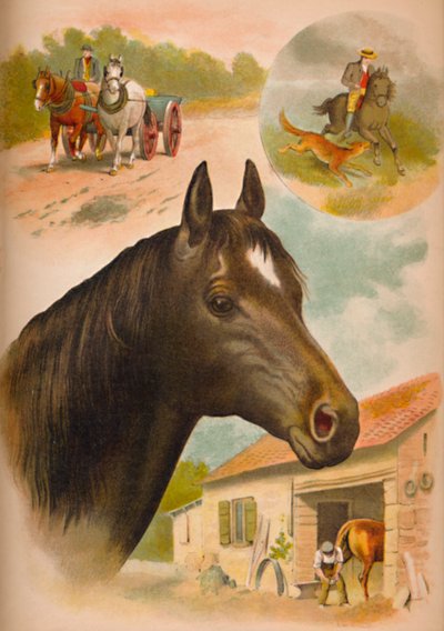Hevonen, c1900 tekijältä Helena J. Maguire