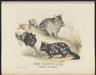 Australian nisäkkäät (Krefft) Nla.obj-33627803-14 The Native Cat tekijältä Helena Scott
