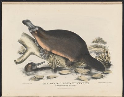 Australian nisäkkäät (Krefft) Nla.obj-33627803-16 Ankkalaskukka tekijältä Helena Scott