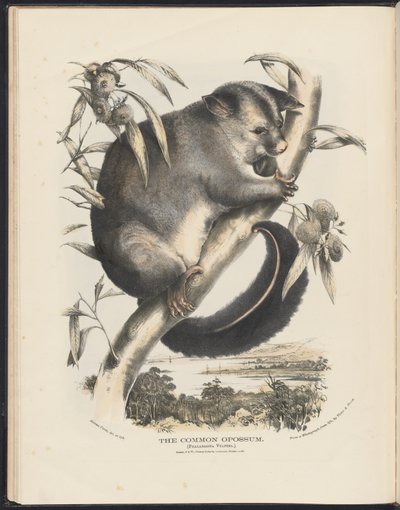 Australian nisäkkäät (Krefft) Nla.obj-33627803-9 The Common Opossum. tekijältä Helena Scott