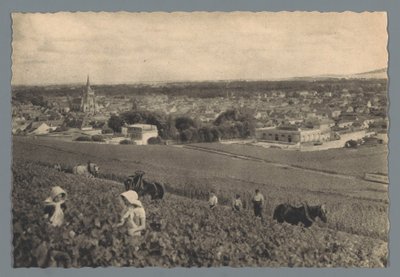 AY - mustien viinirypäleiden poimiminen (otsikko esineessä) tekijältä Helio Cachan