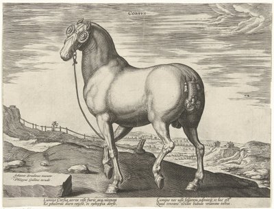 Hevonen Korsikasta Corsvs (otsikko esineessä) Hevosrodut Itävallan Don Juanin kuninkaallisilta tallilta (sarjan nimi) Equile Ioannis Austriaci Caroli (sarjan nimi) tekijältä Hendrick Goltzius (possibly)