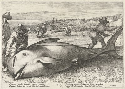 Pulaan jäänyt pilottivalas rannalla Zandvoortissa, 1594 tekijältä Hendrick Goltzius (workshop of)