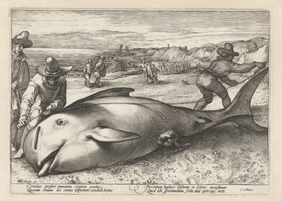 Kaksi miestä mittaa rantautuneen valaan tekijältä Hendrick Goltzius (workshop of)