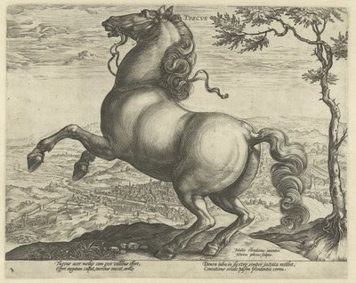 Hevonen Toscanasta tvscvs (otsikko objektissa) Hevosrodut Itävallan Don Juanin kuninkaallisilta tallilta (sarjan nimi) tekijältä Hendrick Goltzius