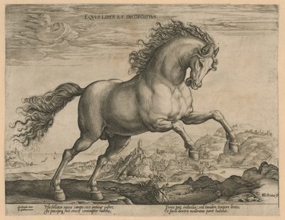 Villi hevonen Eqvvs liber et incompǒsitvs (otsikko objektissa) Hevosrodut Itävallan Don Juanin kuninkaallisilta tallilta (sarjan nimi) tekijältä Hendrick Goltzius