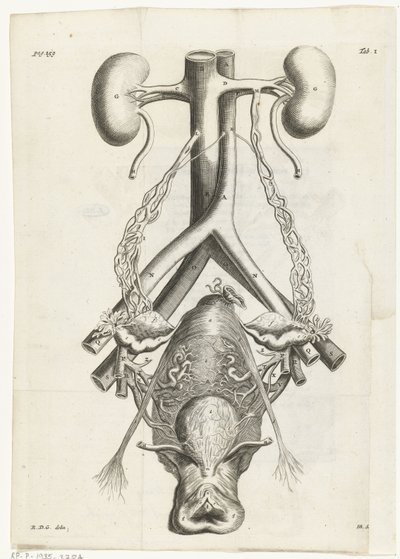 Anatominen kuva naisen sukuelimistä ja munuaisista Kirjakuvitus: Reinier de Graaf, Kaikki teokset, Amsterdam, 1686 tekijältä Hendrik Bary
