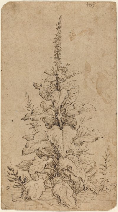 Foxglove kukkii tekijältä Hendrik Goltzius