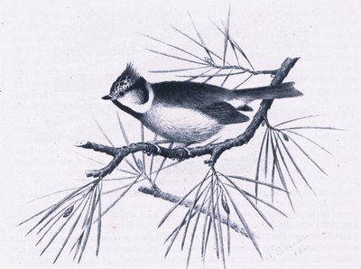 Scottish Crested Tits, Nature in Britain julkaissut Collins, 1946. tekijältä Hendrik Gronvold