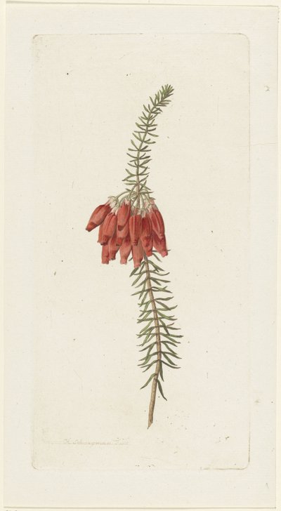 Kukat (Erica Mammosa) tekijältä Hendrik Schwegman