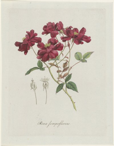 kiinalainen roos (Rosa chinensis Jacq.) Rosa semperflorens (otsikko esineessä) tekijältä Hendrik Schwegman