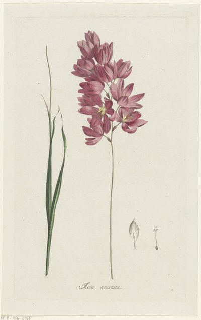 Ixia patentoi isoisän Ixia aristata (otsikko esineessä) tekijältä Hendrik Schwegman
