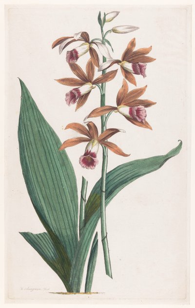 Moerasorchidee Limodorum Tankervilliae (otsikko esineessä) tekijältä Hendrik Schwegman